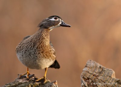 Wood-duck (Aix-sponsa)