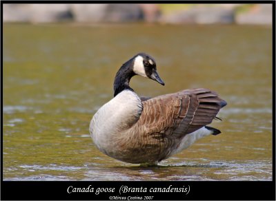 Canada Goose (Branta canadensis)