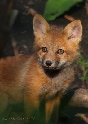 Red Fox , renard roux (Vulpes vulpes)-bebe