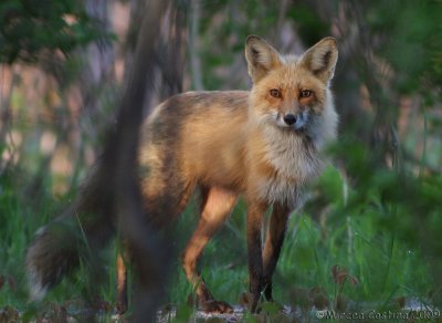Red Fox , renard roux (Vulpes vulpes)