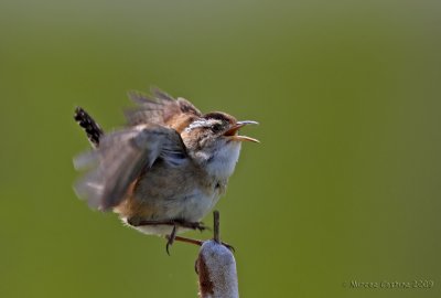 The Marsh Wren, Troglodyt dr marais (Cistothorus palustris)