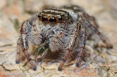 Metaphid Jumping Spider (Metaphidippus spp.)