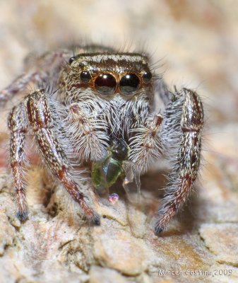 Metaphid Jumping Spider (Metaphidippus spp.)