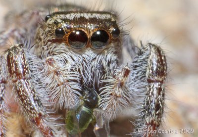 Metaphid Jumping Spider (Metaphidippus spp.)