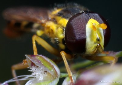 Hoverfly (Sphaerophoria scripta)