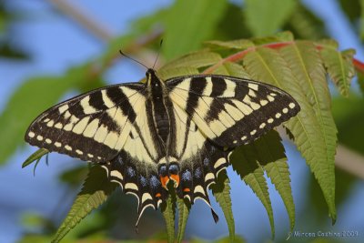 Canadian Tiger Swallowtail, Papillon tigré du Canada (Papilio glaucus canadensis)
