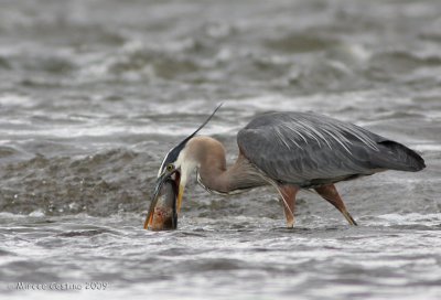 Great Blue Heron (Ardea herodias)