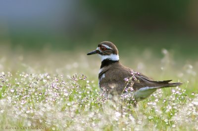 Kildeer and morning dew; Pluvier Kildir (Charadrius vociferus)