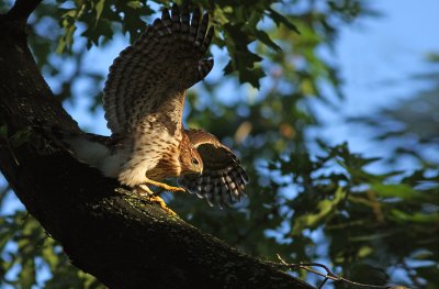 Cooper's Hawk (Accipiter cooperii)