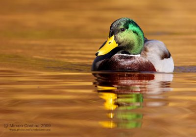 Mallard (Anas-platyrhynchos) male in autumn