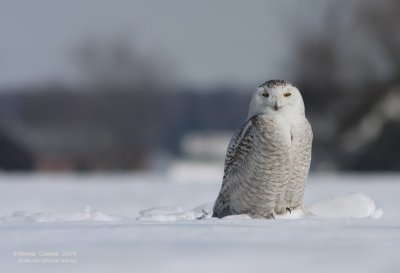 Snowy Owl (Bubo scandiacus)