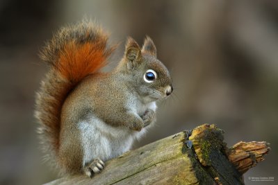 North American red squirrel (Tamiasciurus hudsonicus)