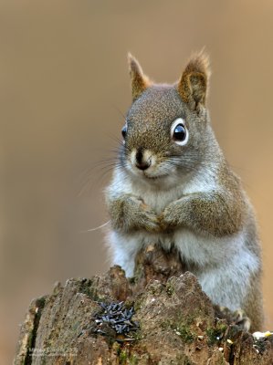 North American red squirrel (Tamiasciurus hudsonicus)