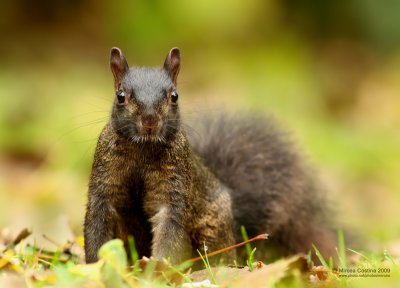 Eastern gray squirrel (Sciurus carolinensis)