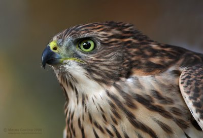 Cooper's Hawk (Accipiter cooperii)