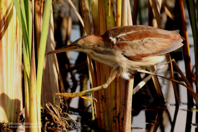 The Least Bittern (Ixobrychus exilis)