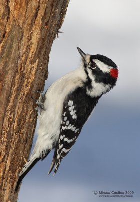Downy woodpeckers (Picoides pubescens)