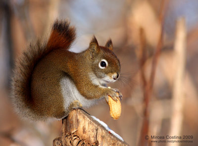 North American red squirrel (Tamiasciurus hudsonicus)