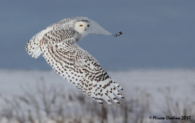 Snowy Owl (Bubo scandiacus)