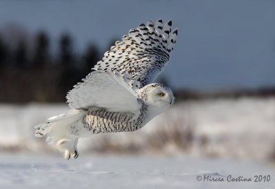 Snowy Owl (Bubo scandiacus) in flight