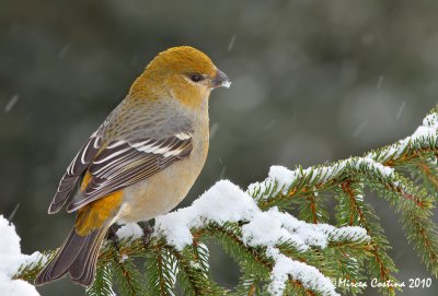 The Pine Grosbeak ( Pinicola enucleator ) in winter