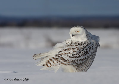 Snowy Owl, Harfang des neiges  (Bubo scandiacus)