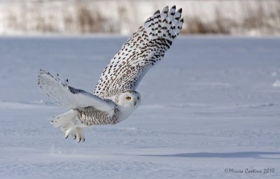 Snowy Owl, Harfang des neiges  (Bubo scandiacus)