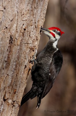 Pileated Woodpecker (Dryocopus pileatus) m