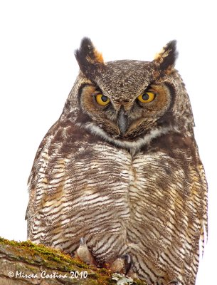 The Great Horned Owl (Bubo virginianus)