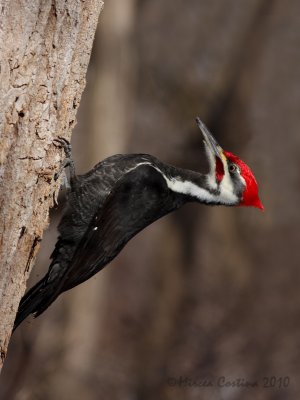 Pileated Woodpecker (Dryocopus pileatus) m