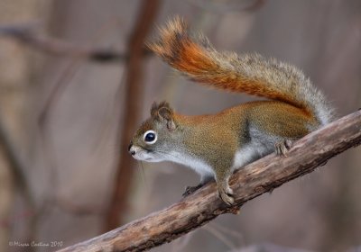 North American red squirrel (Tamiasciurus hudsonicus)