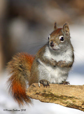 North American red squirrel (Tamiasciurus hudsonicus)