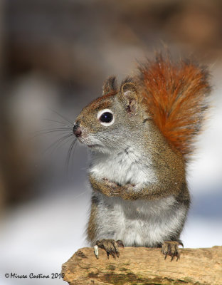North American red squirrel (Tamiasciurus hudsonicus)