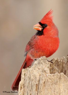 Northern-Cardinal (Cardinalis cardinalis) male