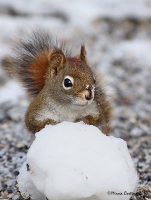 North American red squirrel (Tamiasciurus hudsonicus)