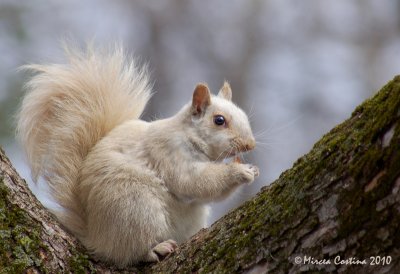 Eastern gray squirrel (Sciurus carolinensis)