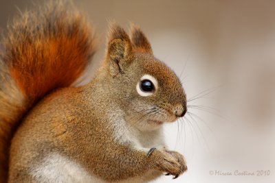 North American red squirrel (Tamiasciurus hudsonicus)