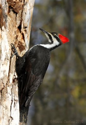 Pileated Woodpecker (Dryocopus pileatus) female