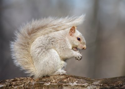 Eastern gray squirrel (Sciurus carolinensis)