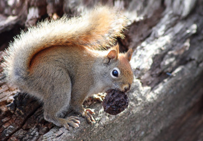 North American red squirrel (Tamiasciurus hudsonicus)