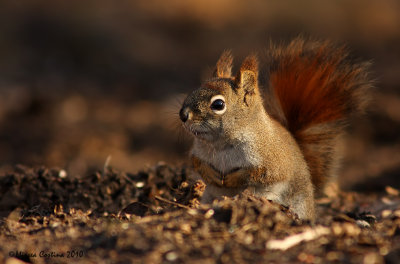 North American red squirrel (Tamiasciurus hudsonicus)
