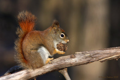 North American red squirrel (Tamiasciurus hudsonicus)