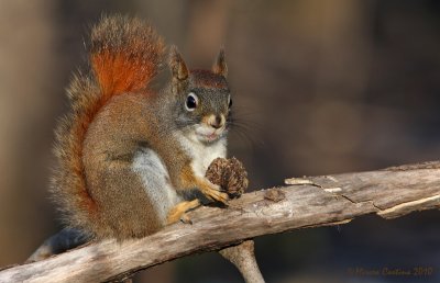 North American red squirrel (Tamiasciurus hudsonicus)