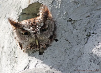 Eastern Screech-Owl  (Megascops asio)