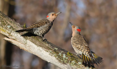 Northern flicker (Colaptes auratus)