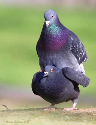 Rock Pigeon (Columba livia) mating