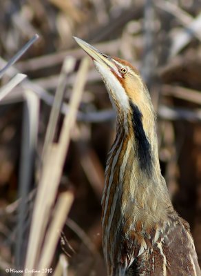 American Bittern,  Butor d'Amrique(Botaurus lentiginosus)