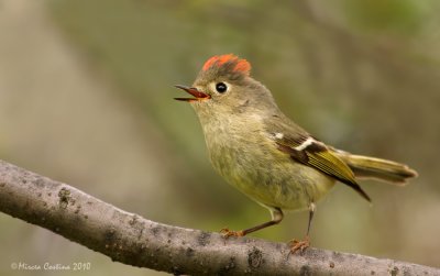 Ruby-crowned Kinglet (Regulus calendula)