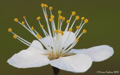 Blackthorn (Prunus Spinosa)