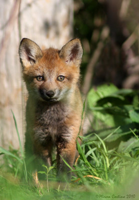 Red Fox  pup (Vulpes vulpes)
